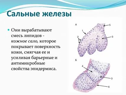Кожные железы вырабатывают