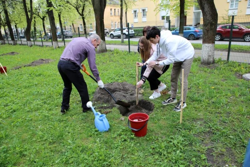 Сажают деревья в Пскове. Высаживают яблони в школе. Яблоня на школьной территории. Яблоневый сад у школы. Включи а 4 посади