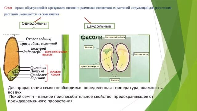 Цветок плод семя органы служащие для. Семя это орган размножения. Семя - орган семенного размножения растений. Прорастание однодольных и двудольных семян. Орган из зародышевого корешка двудольных растений.