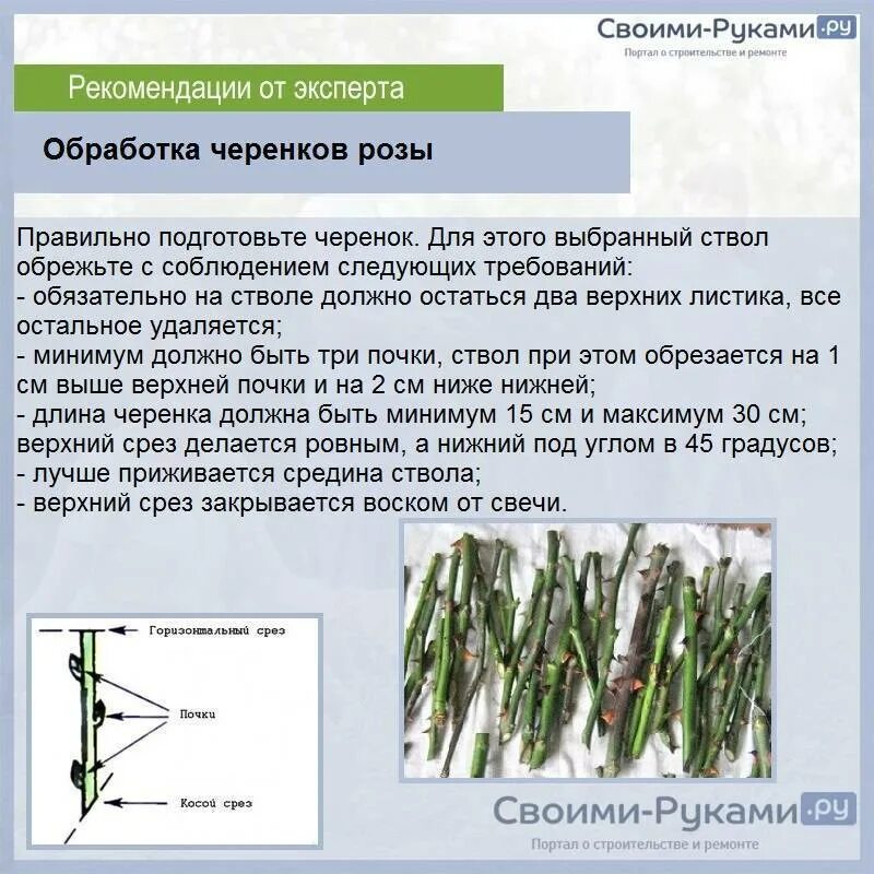 Черенкуем розы из букета зимой в домашних. Правильно обрезать черенок розы. Как правильно черенковать розы в домашних условиях из букета. Размножение роз черенками в домашних. Розы размножение черенками из букета.