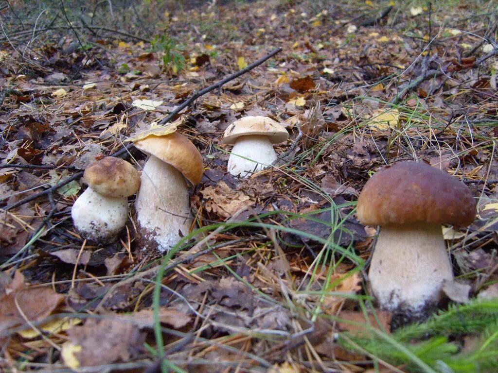 Где в каком лесу растут грибы. Белый гриб. Белые грибы в лесу. Гриб Боровик. Белый гриб в Сибири.