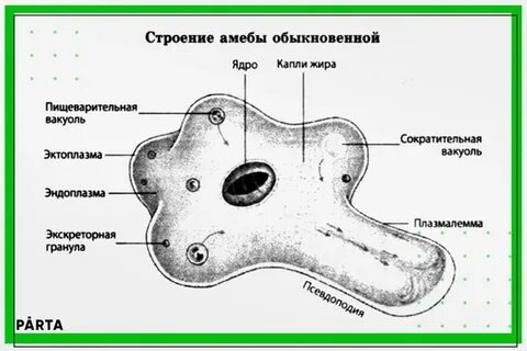 Есть ли пищеварительная вакуоль у амебы обыкновенной