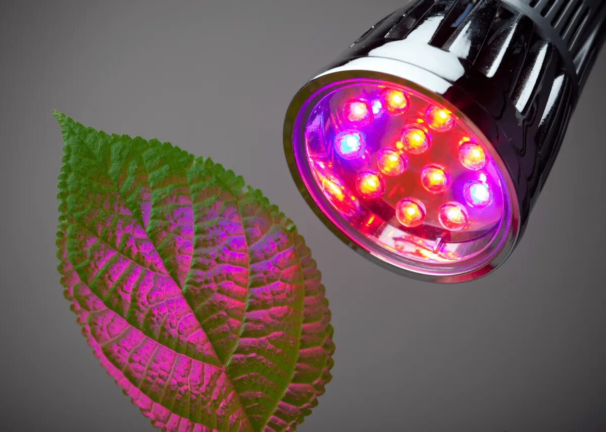 Led plant lights. Фитолампа f4054. Фитолампа с красным спектром. Фитолампа для бонсай. Фитолампа gu10.