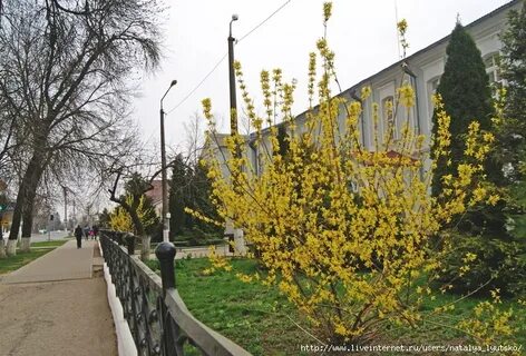 Дорога где упала форзиция