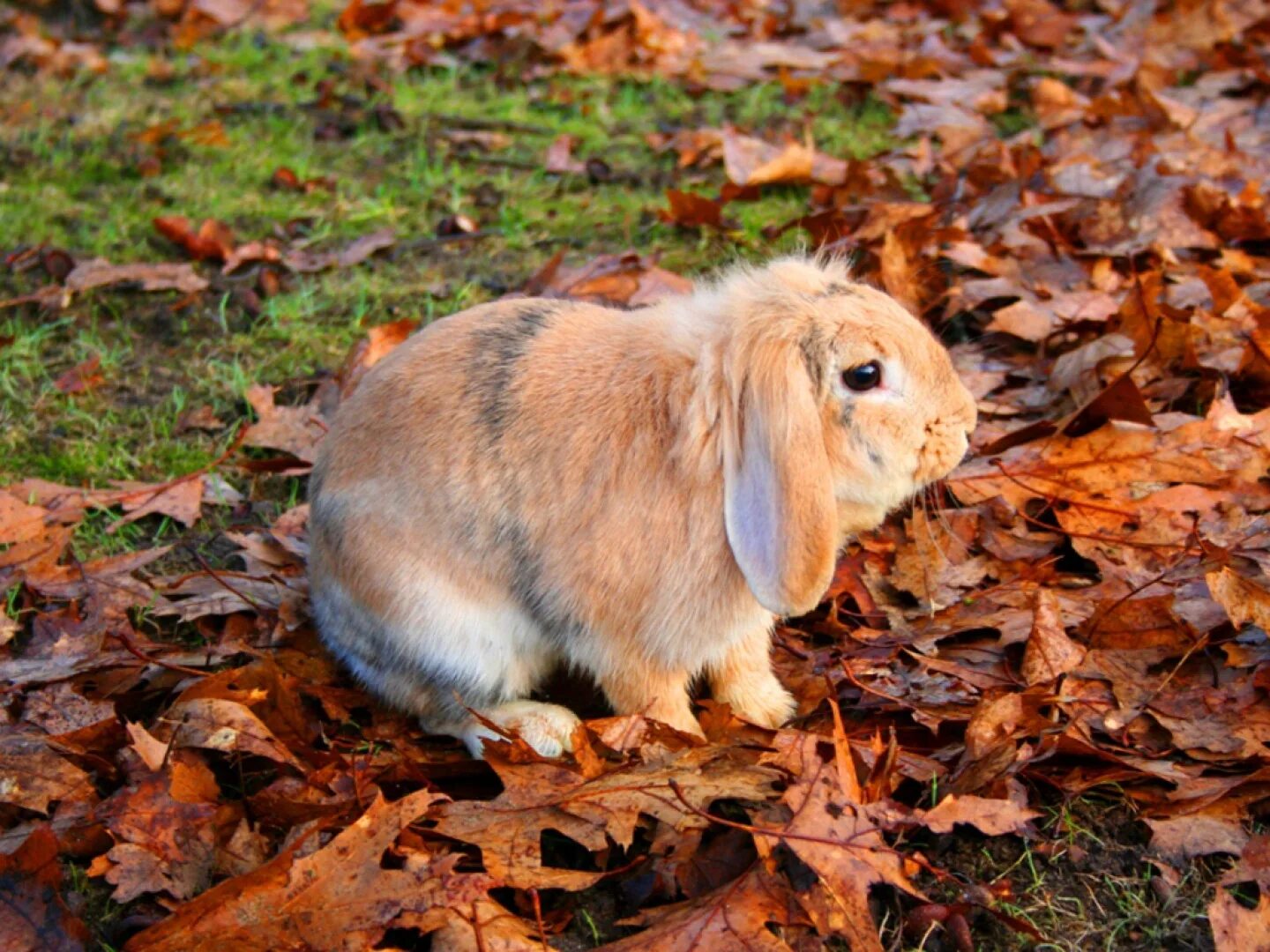 Заяц осенью фото Wallpaper : leaves, nature, cold, wildlife, whiskers, tree, hare, fauna, mammal,