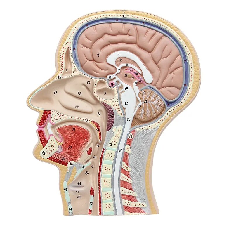 Голова срез. Сагиттальный распил черепа анатомия. Голова в разрезе анатомия. Модель барельефная "сагиттальный разрез головы". Анатомия головы и шеи человека.