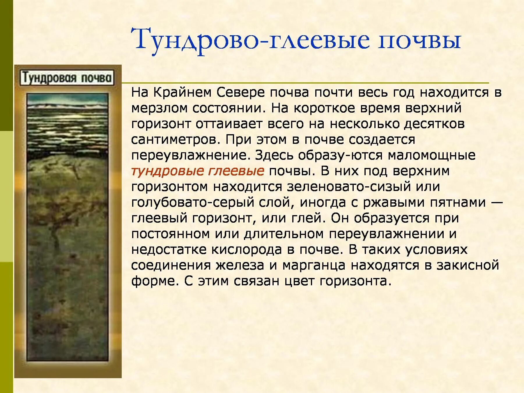 Зона тундры почвы подзолистые. Гумусовый горизонт тундровая глеевая. тундровая глеевая почва цвет. тундрово-глеевые почвы горизонты. тундровая глеевая почва плодородие.