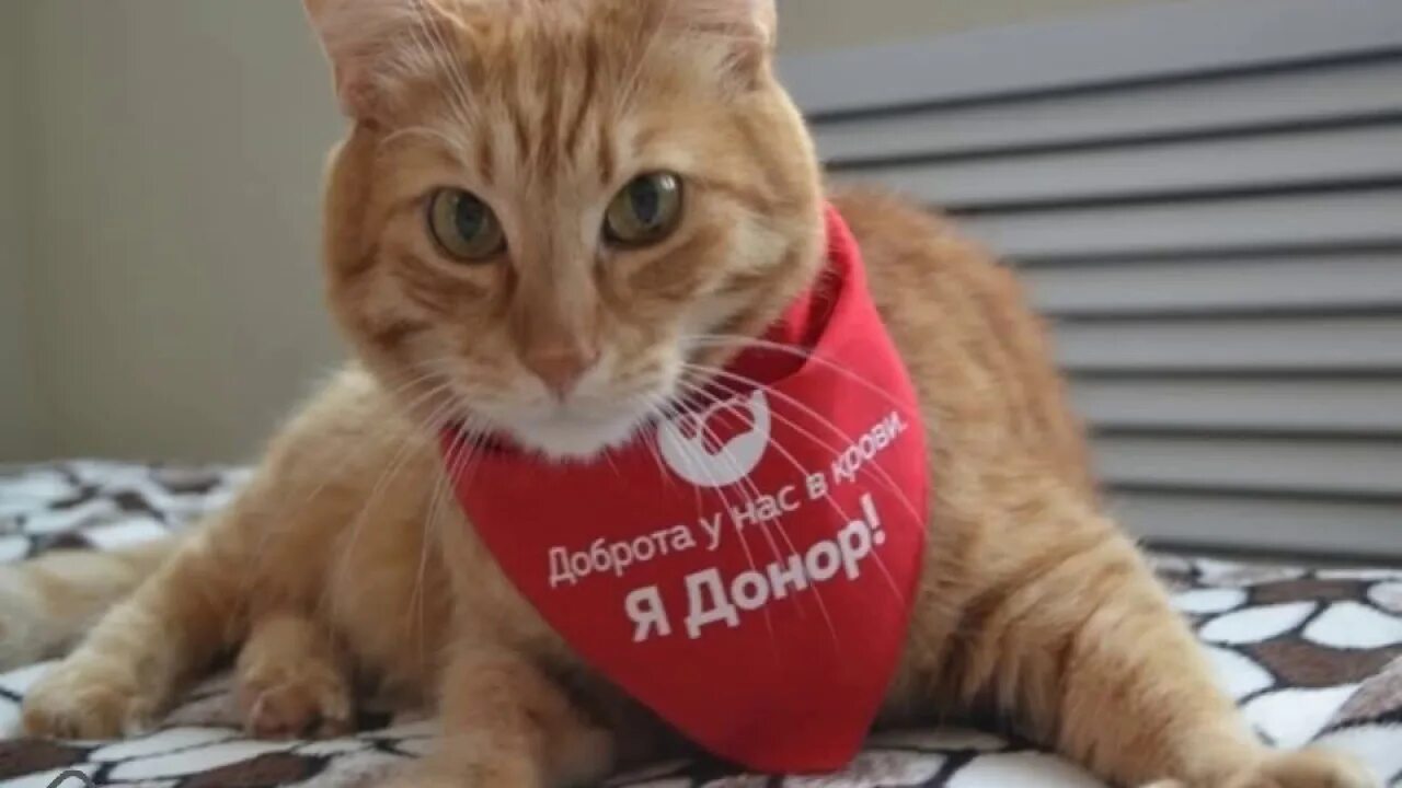 Кошка донор крови. Кот донор.