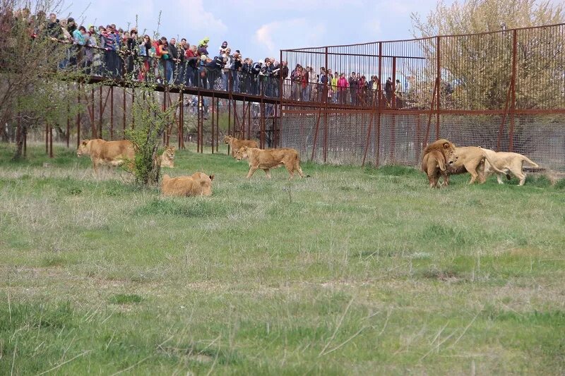 Тайган сафари парк в крыму. Олег зубков парк львов тайган. Заповедник тайган в крыму. Тайган #shorts. Про степку из тайгана.