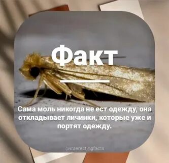 Моли напиши