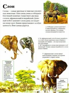 Статья 4 о животных