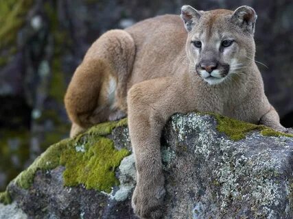 Mountain Lion history and some interesting facts