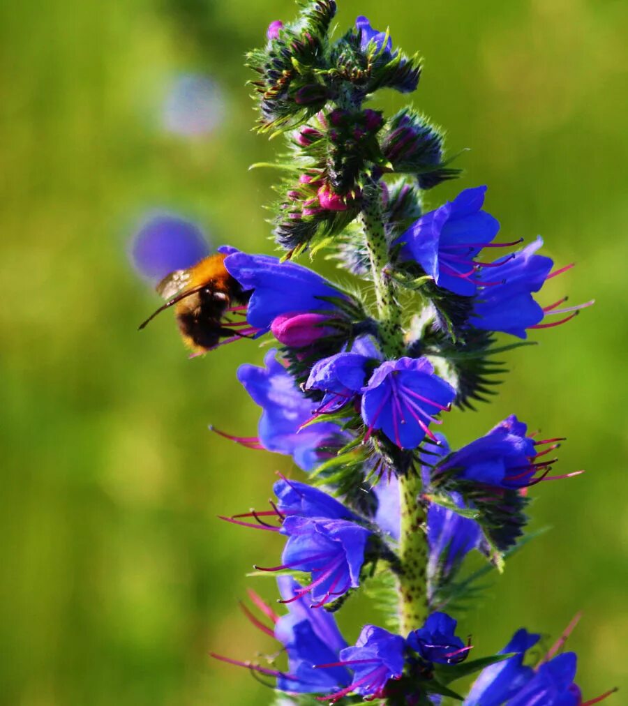 Иссоп синий зверобой. Иссоп Hyssopus officinalis Hyssop. Иссоп лекарственный (Hyssopus officinalis). Иссоп зверобой. Иссоп лекарственный применение и противопоказания