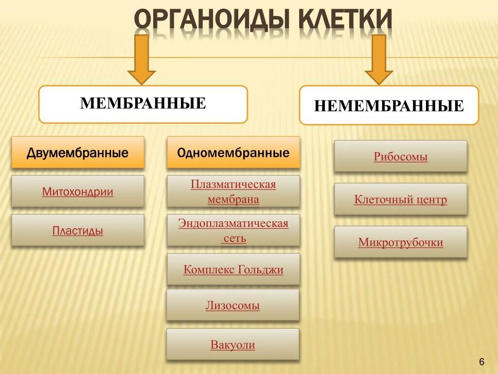 Какова функция органоидов. Мембранные и немембранные органоиды клетки. Классификация немембранных органоидов клетки. Органеллы леток меиьранные немеьмднанные. 1 Мембранные органоиды клетки.