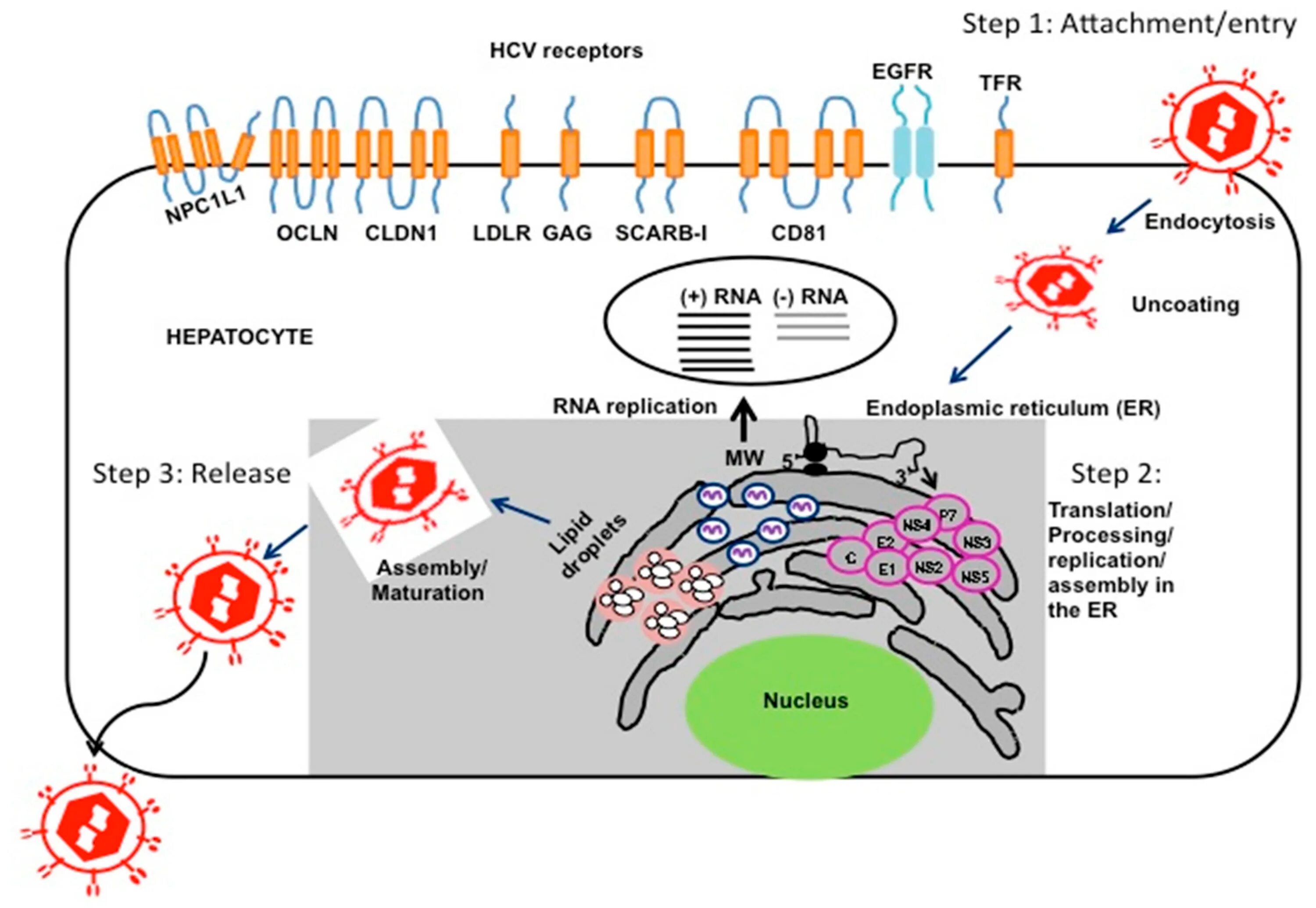 Hcv rna. Вирус HCV. HCV Replication Cycle. Hepatitis a virus Replication Cycle. HBV вирус.