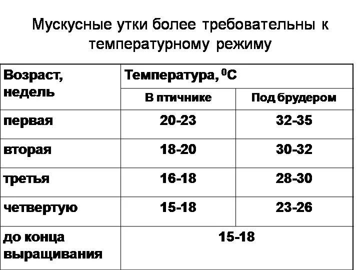 Какая температура утки. Температурный режим содержания утят. температурный режим для утят таблица. температурный режим для мулардов. температура содержания мускусных утят.