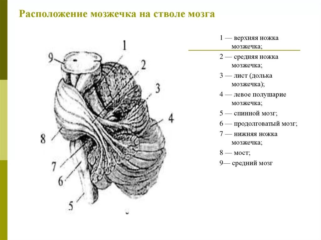 Средние ножки мозжечка. Мозжечок строение ножки. Средняя мозжечковая ножка функция. Ножки мозжечка верхняя средняя нижняя анатомия. Верхние ножки мозжечка соединяют.