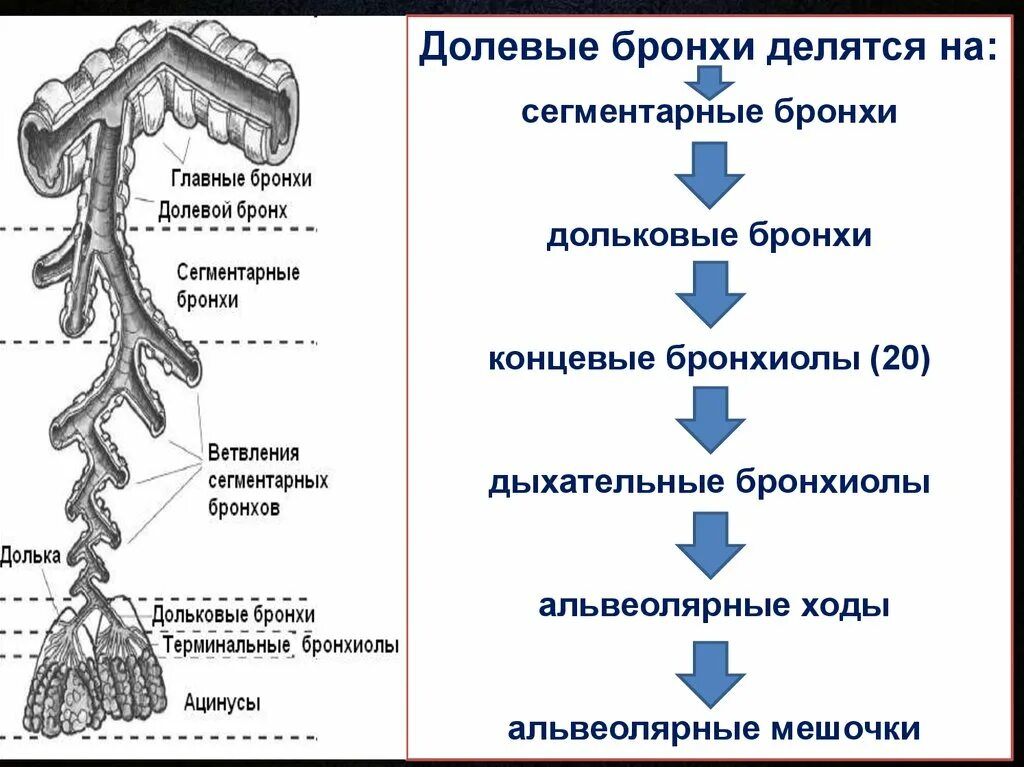 Бронхиальное дерево долевые сегментарные бронхи. Бронхиолы анатомия. Схема строения бронхиального и альвеолярного дерева легких. Дыхательные бронхиолы концевые бронхиолы.