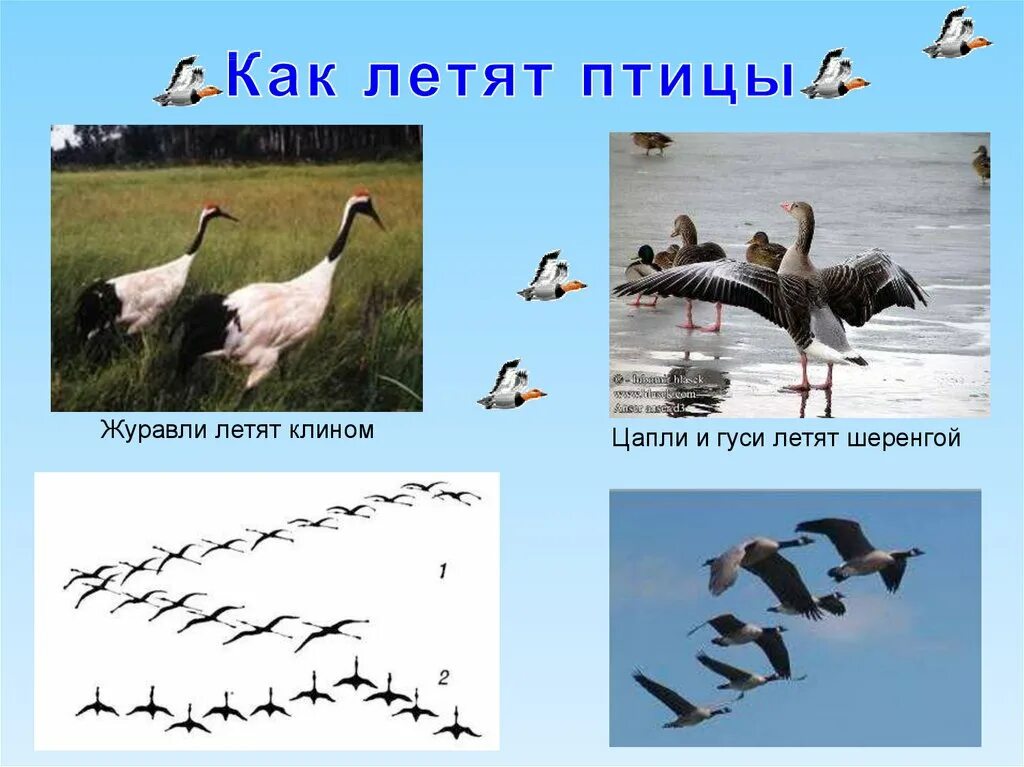 Куда летят гуси весной в россии. Как летят гуси. Гуси и Цапли – шеренгой. Куда улетают гуси. Как летят Журавли.