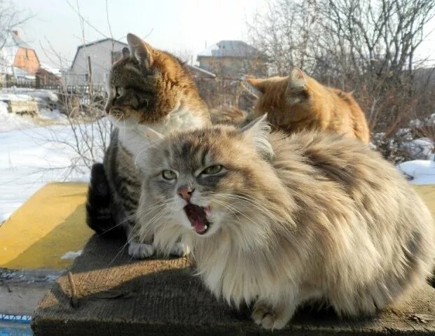 Мартовские страдания. Самые милые животные, Любители кошек и Сонный кот