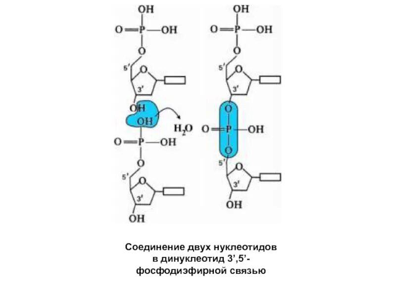 Соединение несколько. Соединение 2 нуклеотидов. соединение нуклеотидов в днк схема. динуклеотид строение. схема соединительной нуклеотида днк.