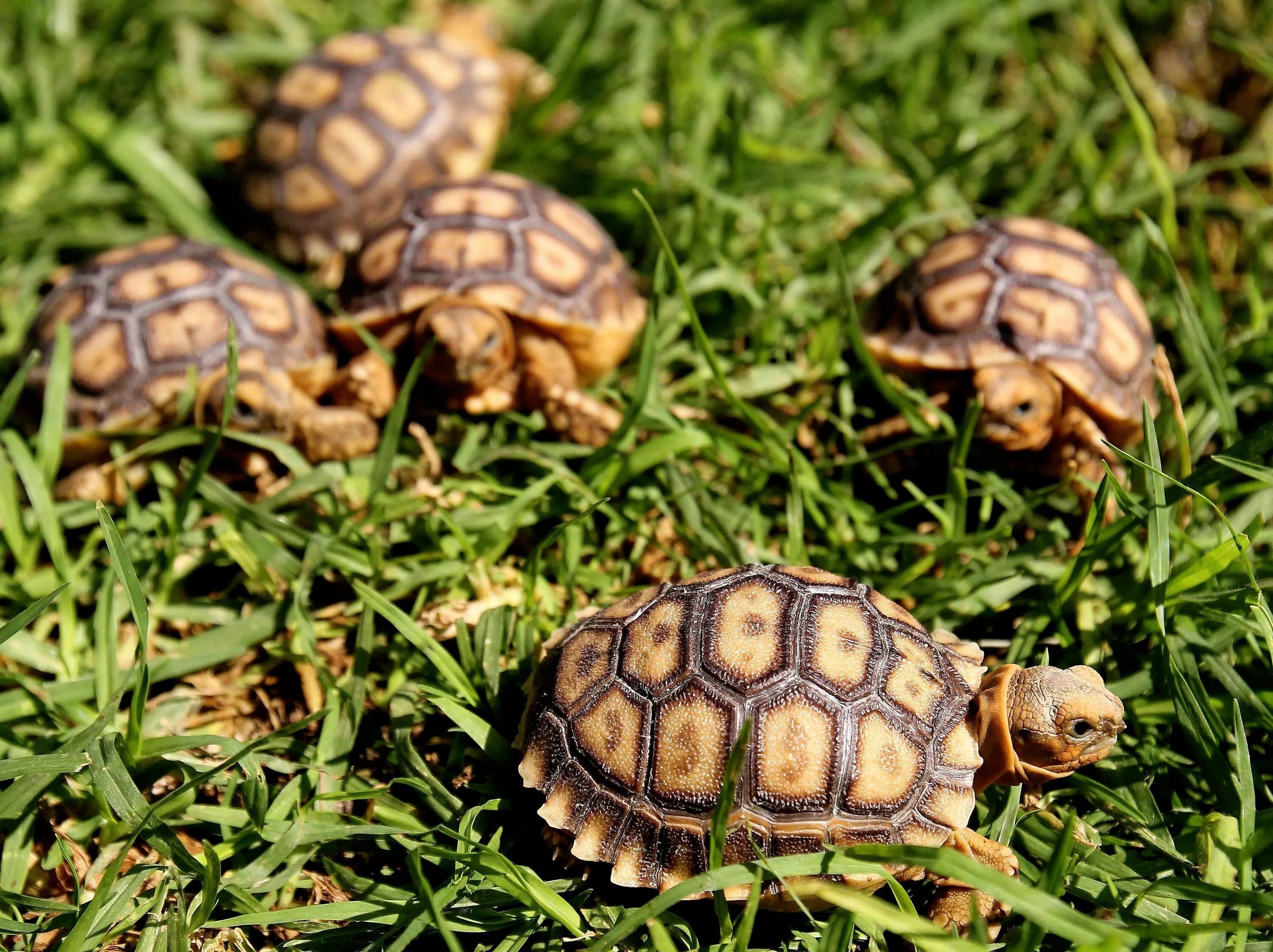 Малыш черепахи. Сульката черепаха. Centrochelys sulcata. Geochelone sulcata. Шпороносная черепаха малыш.