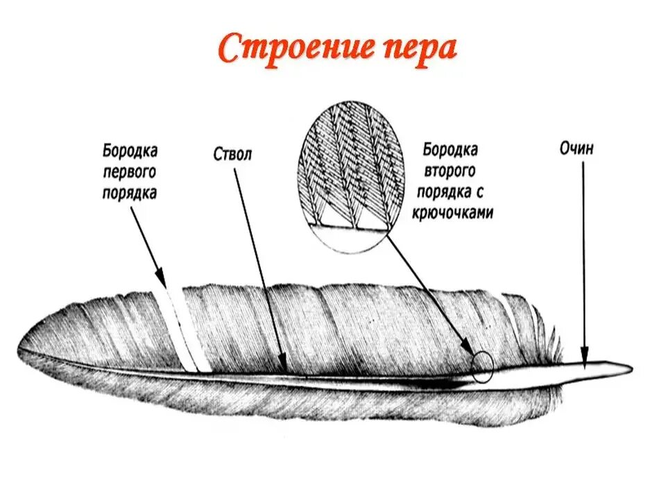 Внешнее строение пера голубя. Контурное перо голубя строение. Схема строения опахала пера птицы. Строение контурного пера птицы биология 7 класс. Изучение строения пера птицы