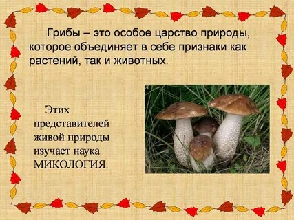 Царство грибы презентация 3 класс окружающий