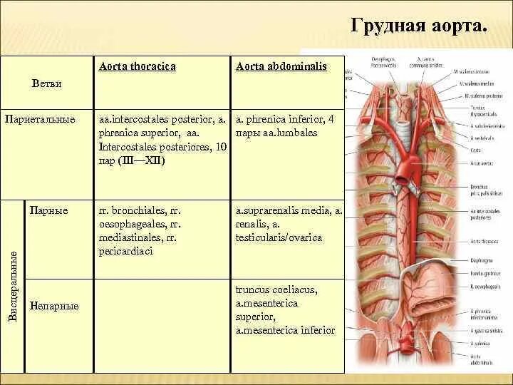 Грудной отдел аорты. Ветви грудной части аорты и области кровоснабжения. грудная аорта ветви и кровоснабжение. ветви грудной аорты схема. ветви грудной аорты таблица.