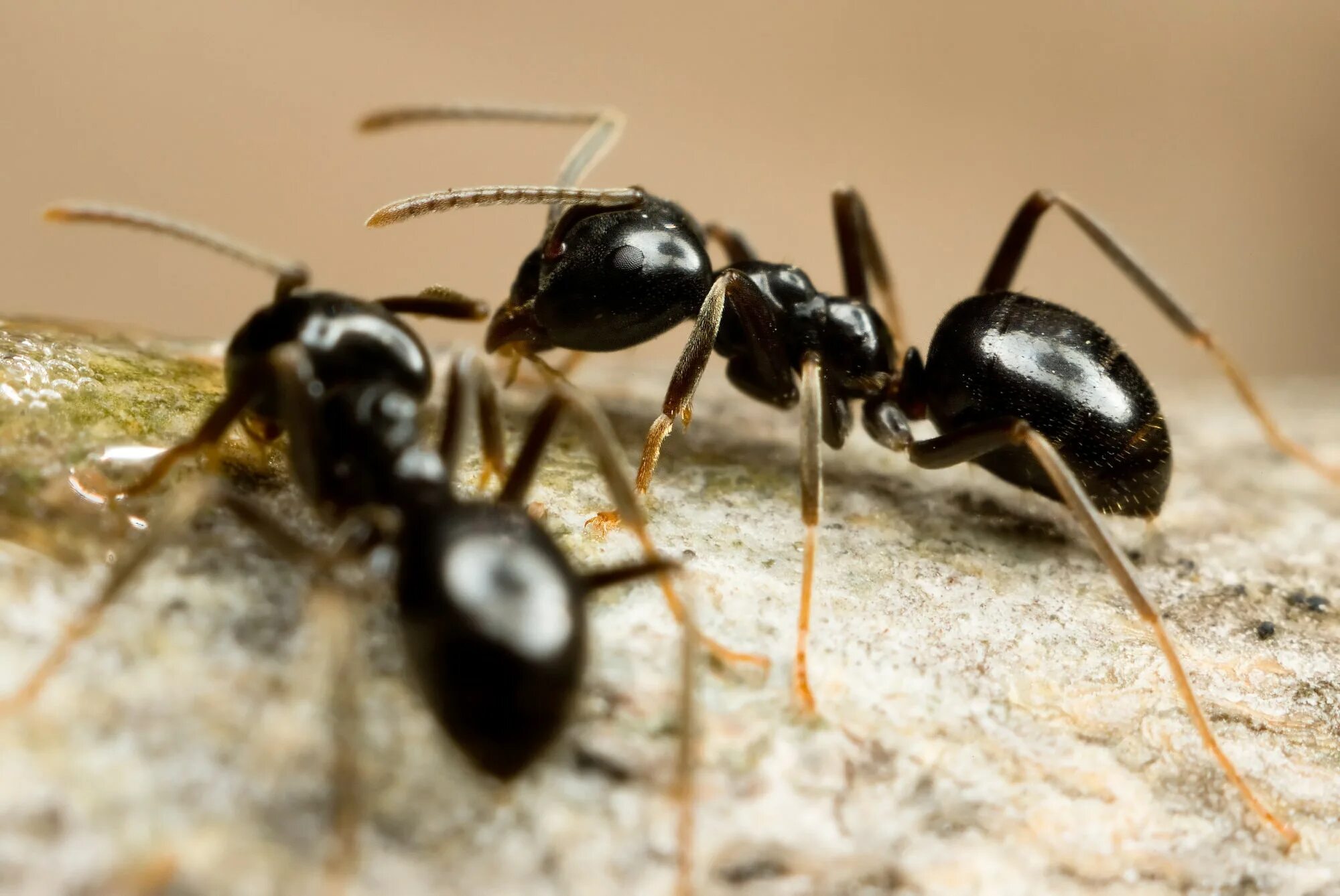 Черные муравьи появились. Лазиус фулигинозус. Муравьи лазиус фулигинозус. Messor structor личинки. Lasius fuliginosus самка.