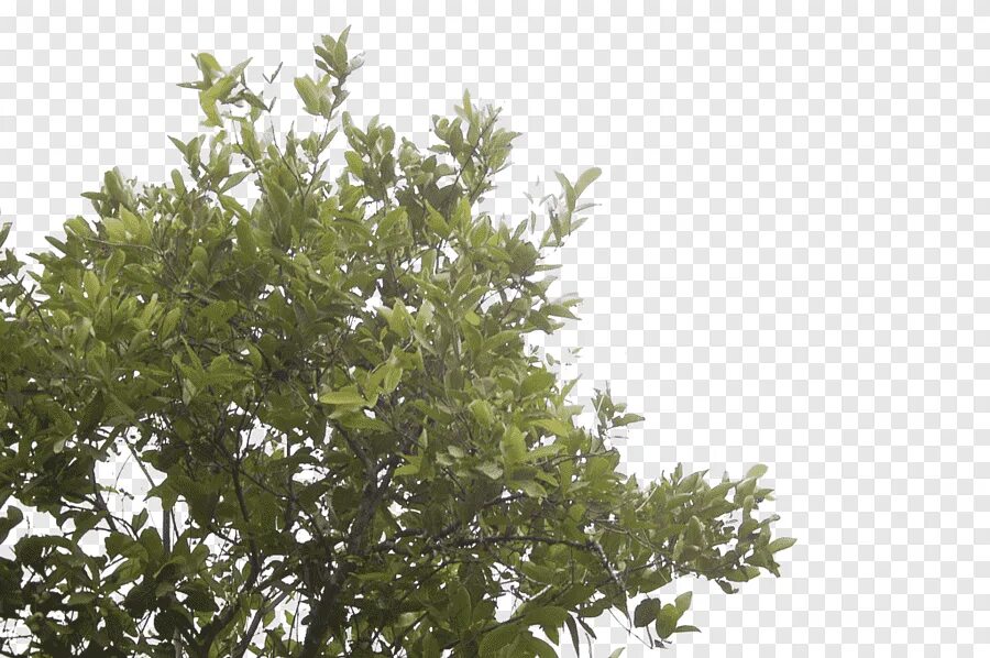Куст лист. Куст с ветками по низу. лист куста png. листья кустарника png. shrub branches and leaves.