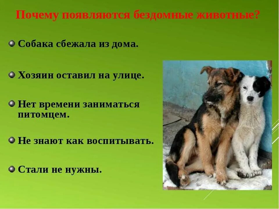Проект на тему бездомные животные 10 класс Проекты помощи бездомным