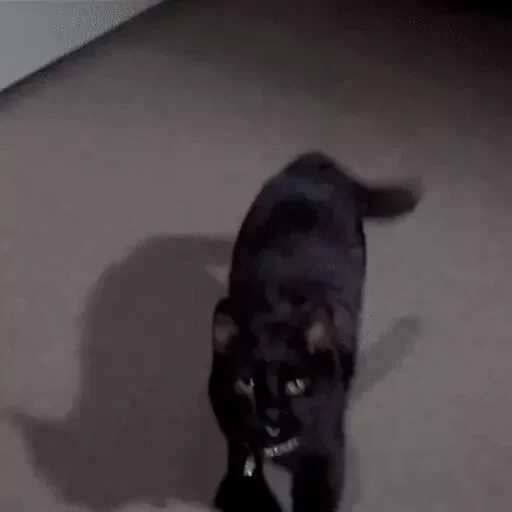 Кот нападает. Кот нападает гиф. Черная кошка нападает.