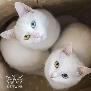 Cat sisters