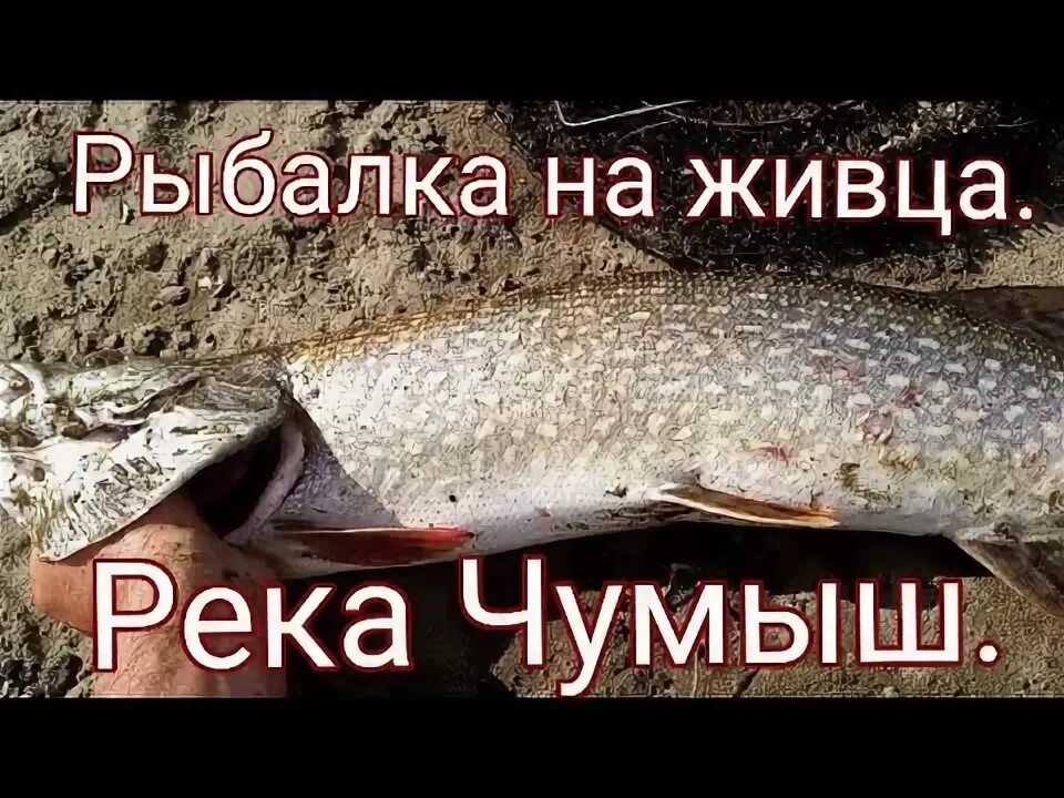 Какая рыба есть в чумыше. Обитатели реки чумыш. Рыбалка на чумыше. Чумыш какая рыба. Обитатели реки чумыш.