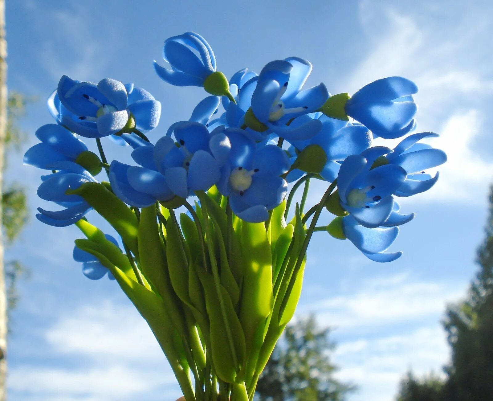 Весенние синие цветочки. Подснежник пролеска. Пролеска Сибирская Крокус. Голубые цветы подснежники. Пролеска цветок голубой.