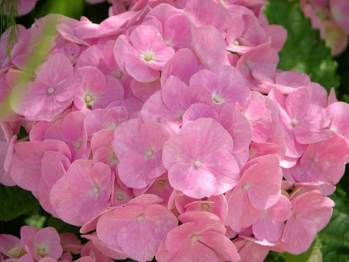 Гортензия форевер энд эвер. Гортензия крупнолистная пинк. Гортензия крупнолистная hornli. Гортензия крупнолистная форевер. Форевер эвер блю гортензия крупнолистная.