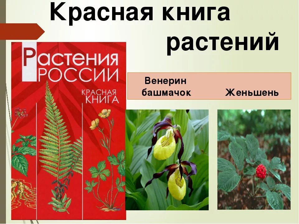 Включи красную книгу растений. Цветы красной книги. Растения красной книги России. Растения из красной книги названия. Растения из красной книги России.