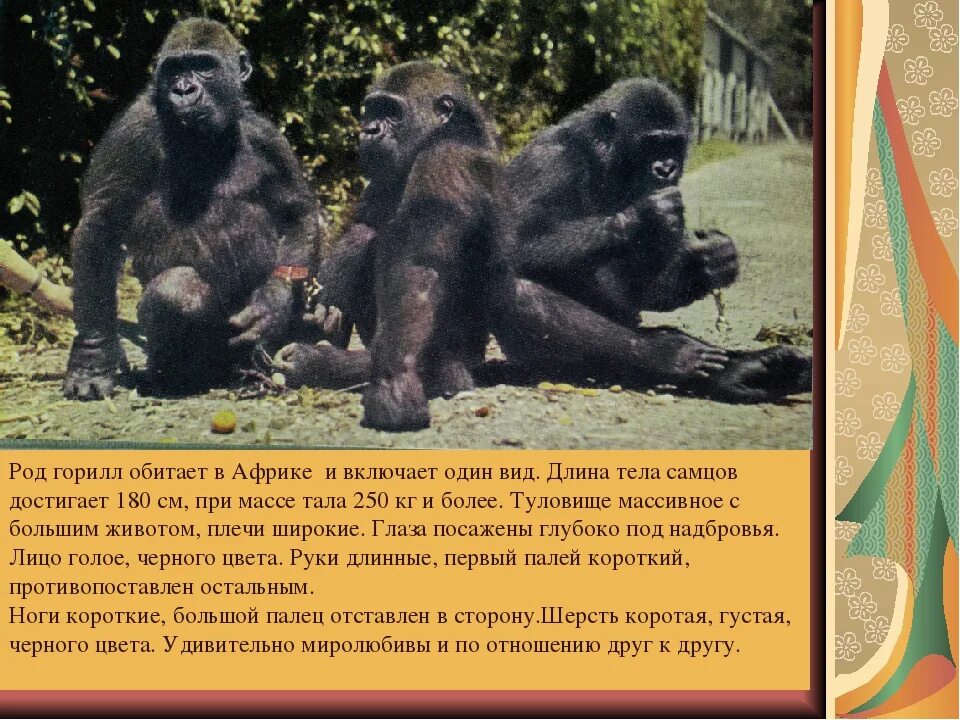 Вес обезьяны. Гориллы в Африке. Горилла презентация. Интересные факты о гориллах. Горилла характеристика.