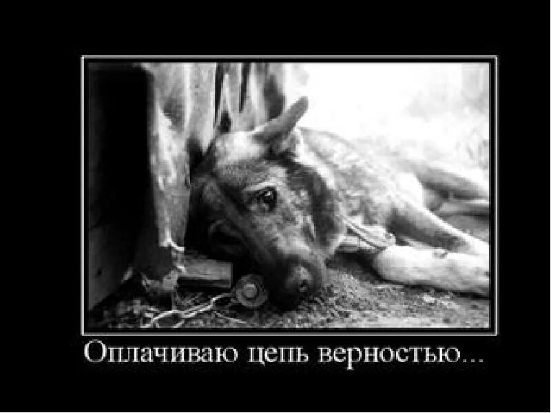 Верность и преданность собаки. Собачья верность. их за бутылку на базарах продают. собака верность преданность.