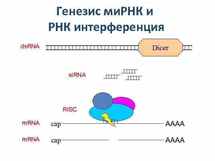 РНК интерференция. Малые интерферирующие РНК. Ми РНК. Малые интерферирующие РНК схема.