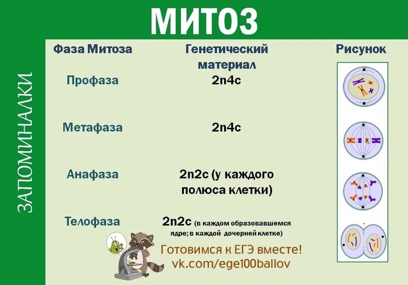 Запоминалка по биологии. Митоз ЕГЭ биология таблица. Фазы митоза таблица. Биологические запоминалки. Митоз фазы кратко