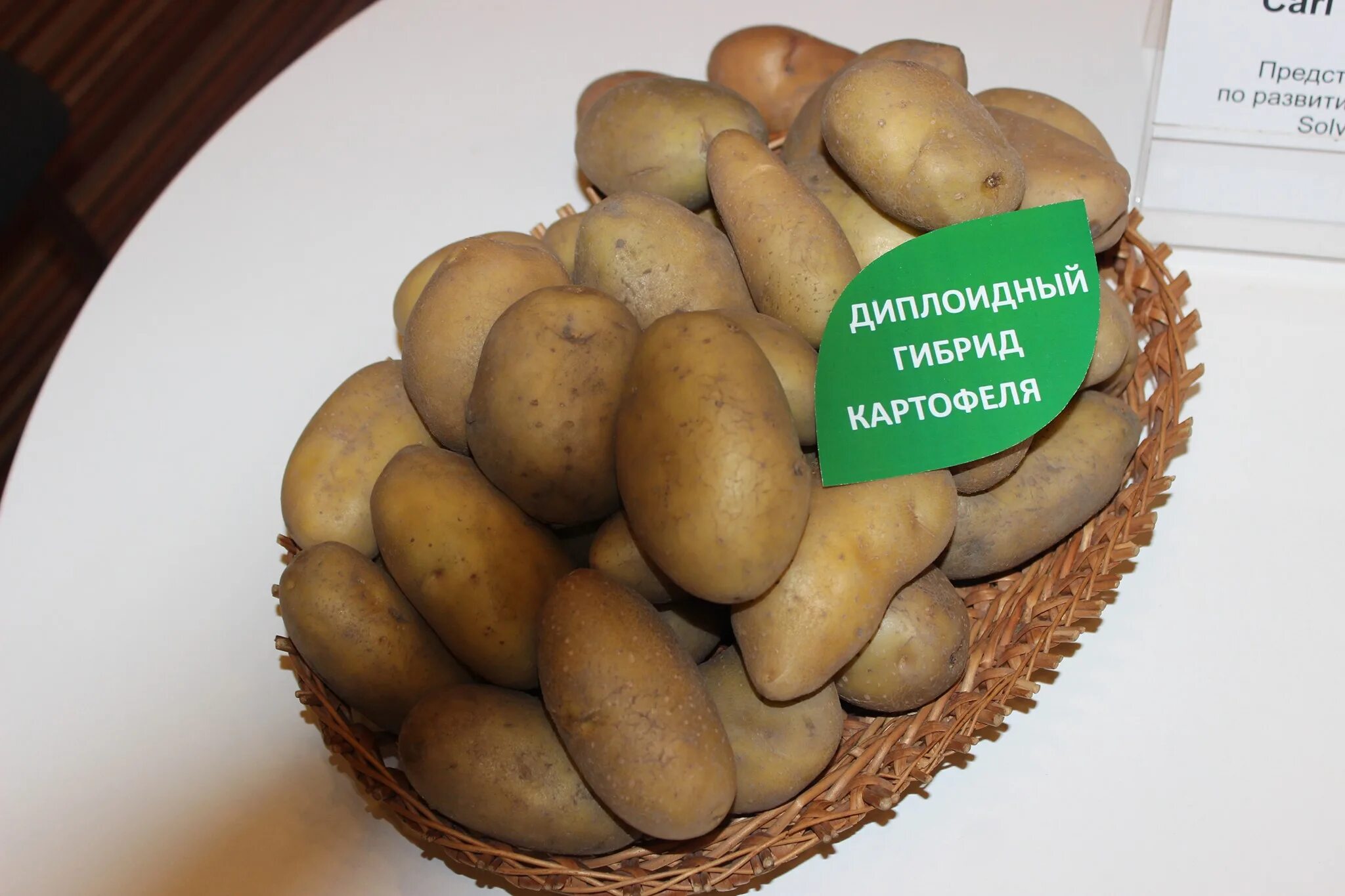 Гибриды картофеля. Картошка гибрид. Семена картофеля. Ботанические семена картофеля.