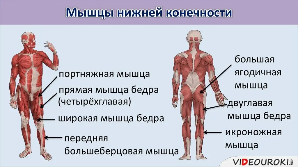 Класс мышцы. Мышцы туловища и конечностей 8 класс биология. Строение мышц 8 класс биология. Строение мышцы человека 8 класс биология. Основные мышцы тела человека.