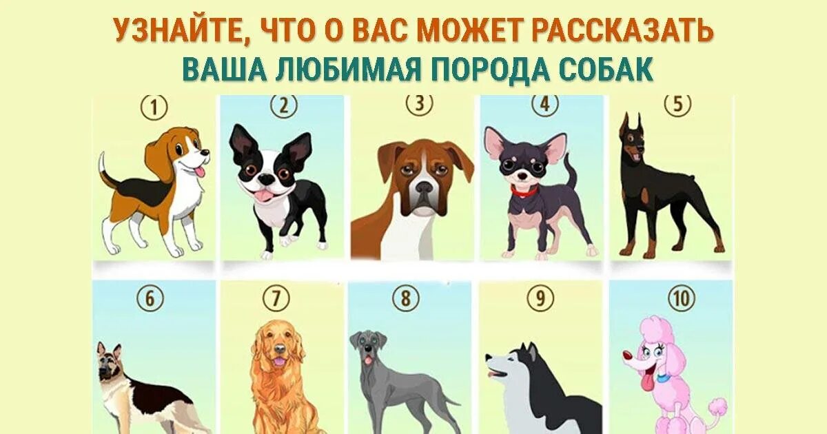 Порода собак по знаку зодиака. Тест про собак. Породы собак иллюстрации. Тест на породу собаки. Собака подходит.