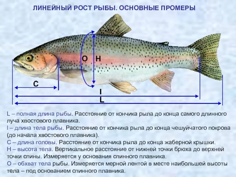 Схема измерения рыбы. Промеры рыб. Промысловый размер рыбы. Измерение длины рыбы.