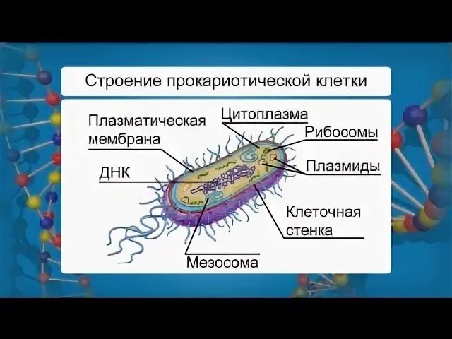 Плазматическая мембрана бактерий