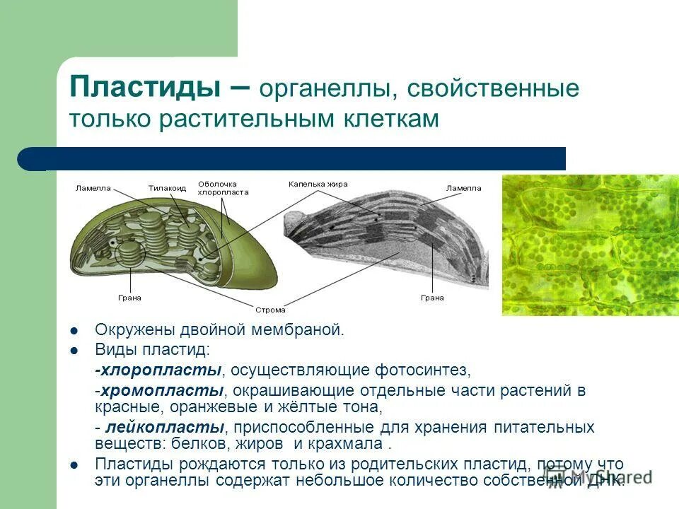 Тилакоиды гран хлоропласта. Что содержится в хлоропластах растительной клетки. Что содержится в хлоропластах растительной клетки. Строение пластиды биология 10 класс. Строение хлоропласта биология 5 класс.