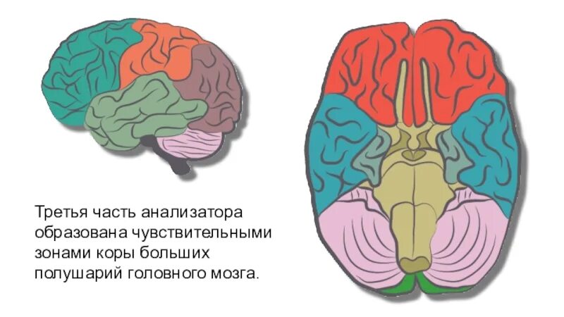Большие полушария мозга задания. Полушария головного мозга зоны и доли. Доли коры больших полушарий. Большие полушария головного мозга.