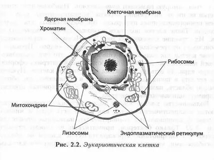 Общий вид клетки
